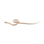 Snow Corn Snake