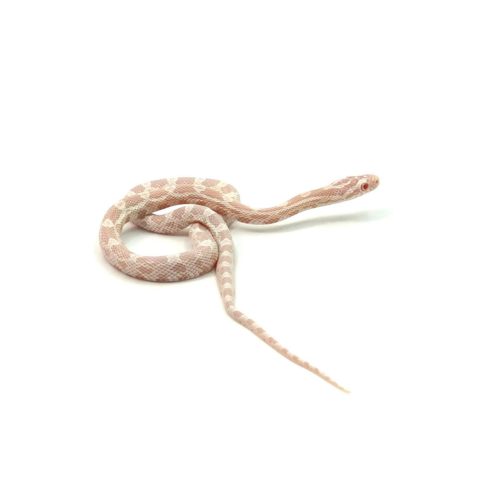 Snow Corn Snake