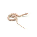 Snow Corn Snake