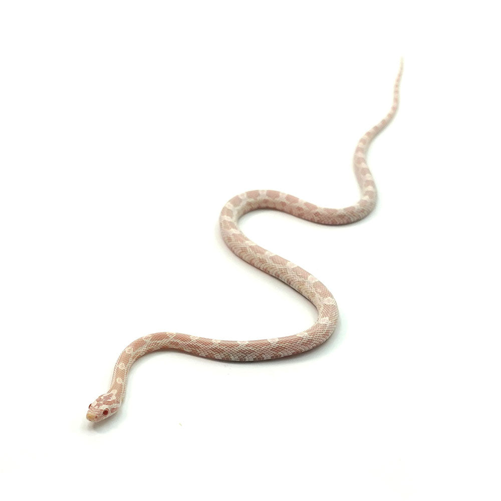 Snow Corn Snake