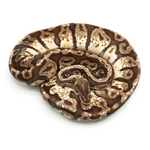 Hidden Gene Woma Granit Yellow Belly Ball Python
