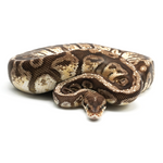 Hidden Gene Woma Granit Yellow Belly Ball Python