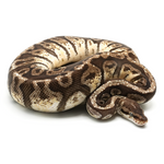 Hidden Gene Woma Granit Yellow Belly Ball Python