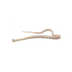 Snow Corn Snake
