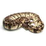 Hidden Gene Woma Granit Yellow Belly Ball Python