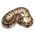 Hidden Gene Woma Granit Yellow Belly Ball Python