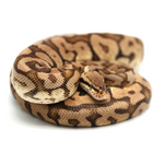 Woma Pastel Phantom Yellow Belly Ball Python