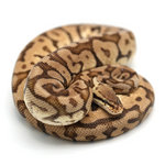 Woma Pastel Phantom Yellow Belly Ball Python