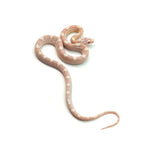 Snow Corn Snake