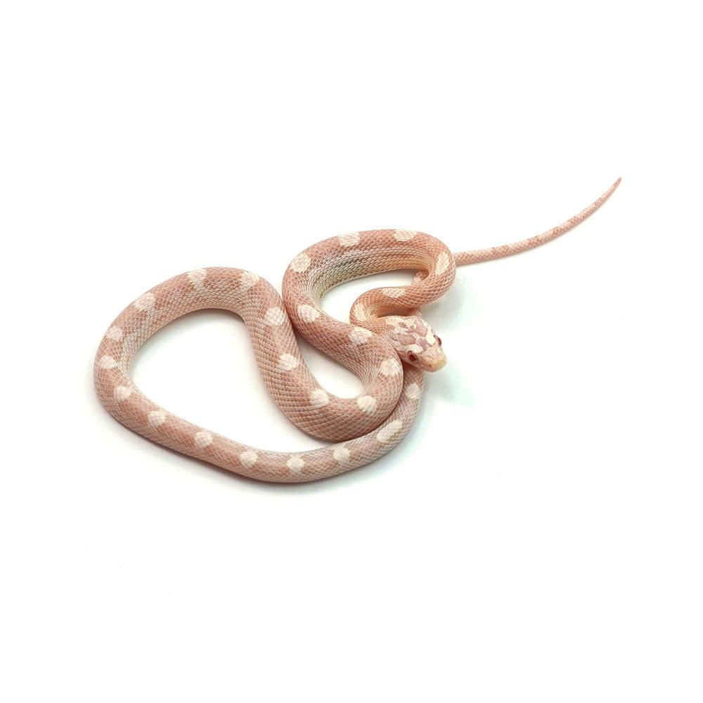 Snow Corn Snake