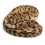 Woma Pastel Phantom Yellow Belly Ball Python