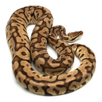 Woma Pastel Phantom Yellow Belly Ball Python