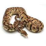 Woma Pastel Phantom Yellow Belly Ball Python