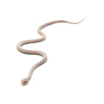 Blizzard Corn Snake