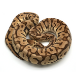 Woma Pastel Phantom Yellow Belly Ball Python