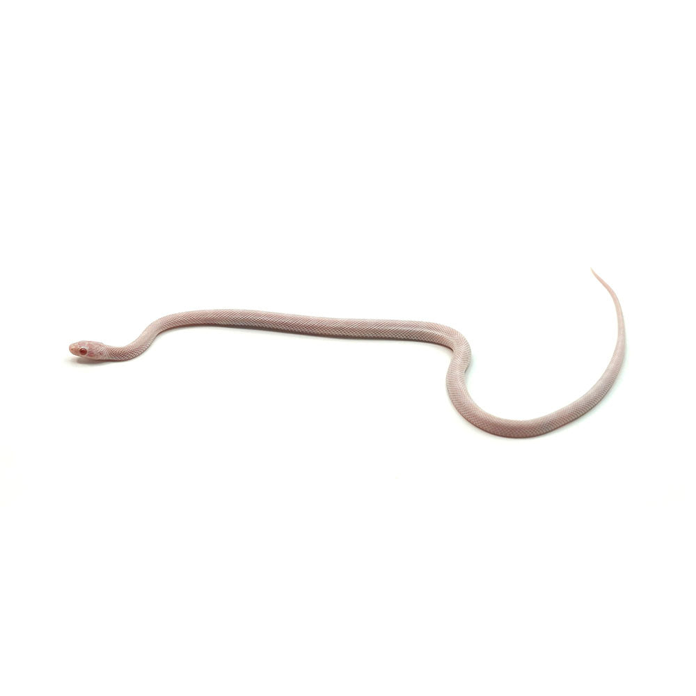 Blizzard Corn Snake