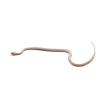 Blizzard Corn Snake