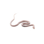 Blizzard Corn Snake