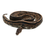 Cinnamon 100 % het Hypo Ball Python