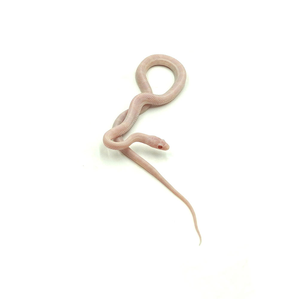 Blizzard Corn Snake
