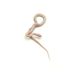 Blizzard Corn Snake