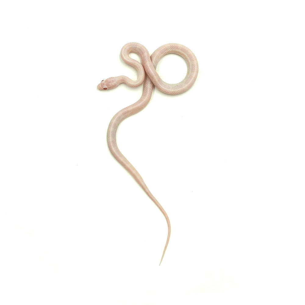 Blizzard Corn Snake