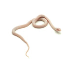 Blizzard Corn Snake