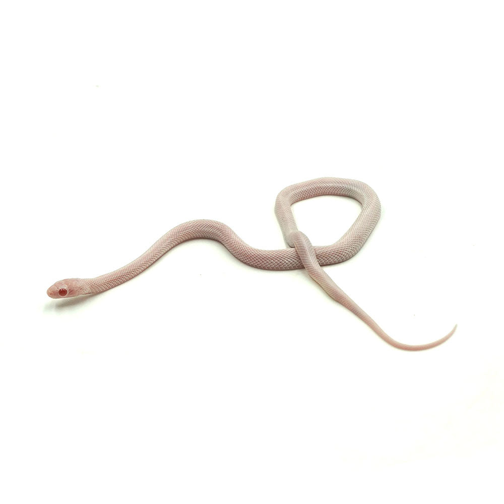 Blizzard Corn Snake