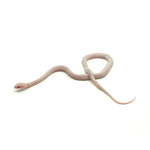 Blizzard Corn Snake