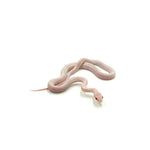Blizzard Corn Snake