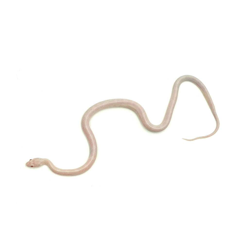 Blizzard Corn Snake