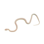 Blizzard Corn Snake