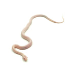 Blizzard Corn Snake