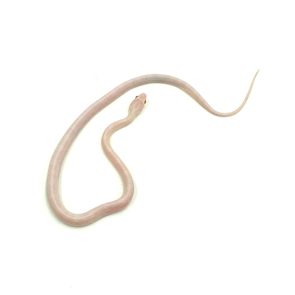 Blizzard Corn Snake