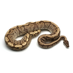 Spider Mojave GHI Ball Python