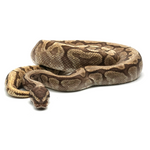 Spider Mojave GHI Ball Python
