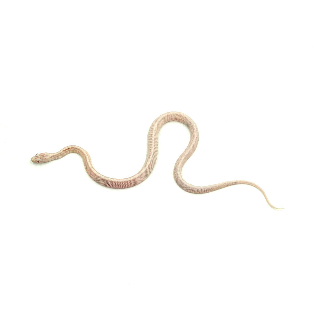 Snow Stripe Corn Snake