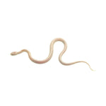 Snow Stripe Corn Snake