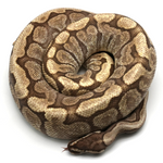Spider Mojave GHI Ball Python