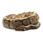 Spider Mojave GHI Ball Python