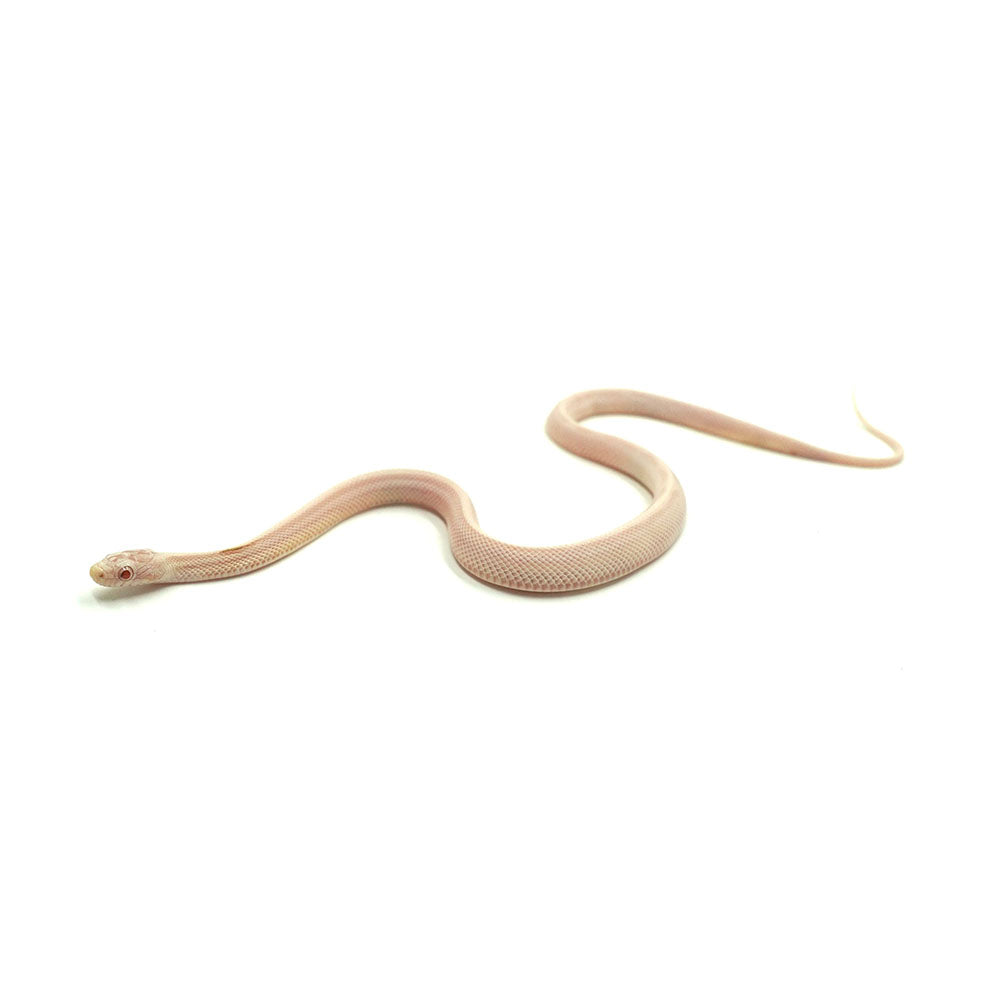Snow Stripe Corn Snake