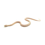 Snow Stripe Corn Snake
