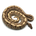 Spider Mojave GHI Ball Python