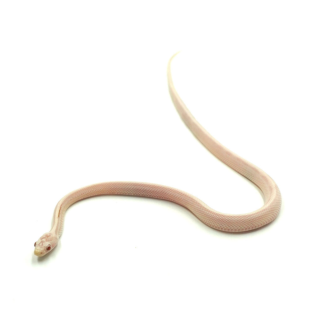 Snow Stripe Corn Snake