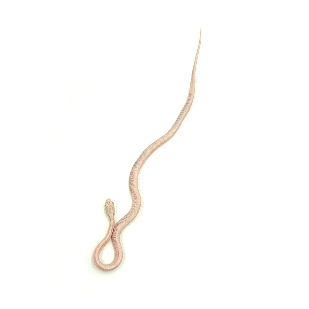 Snow Stripe Corn Snake