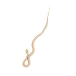Snow Stripe Corn Snake