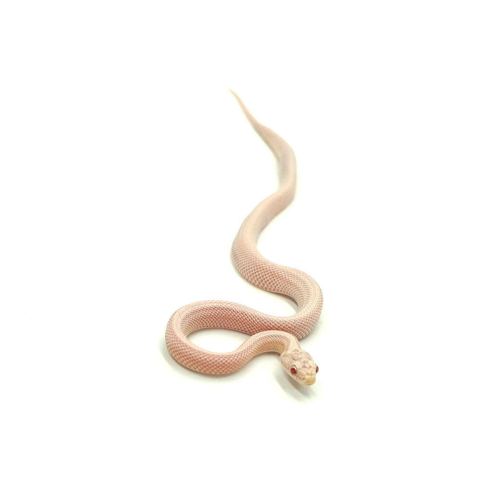 Snow Stripe Corn Snake