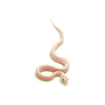 Snow Stripe Corn Snake