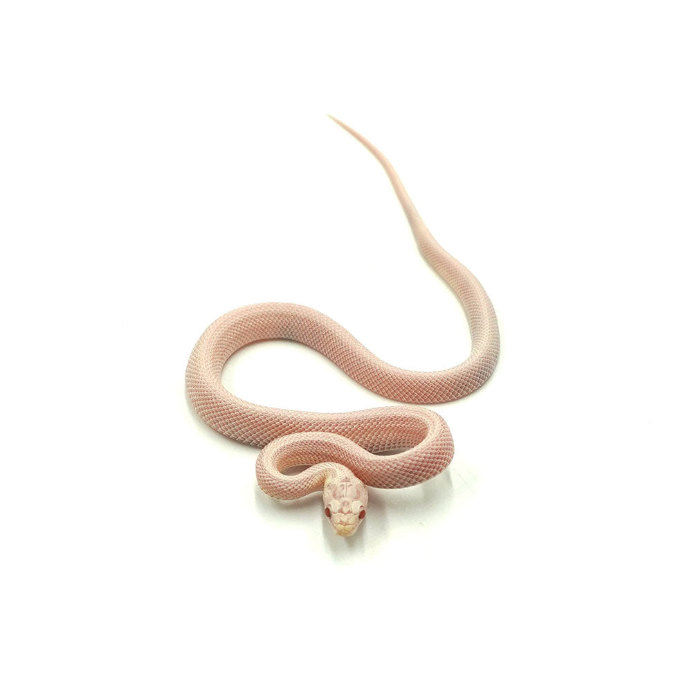 Snow Stripe Corn Snake