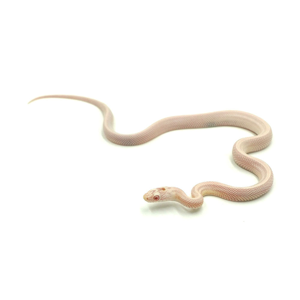 Snow Stripe Corn Snake